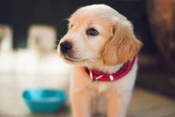 வீடுகளில் நாய் வளர்ப்பவர்களுக்கு முக்கிய அறிவிப்பு!