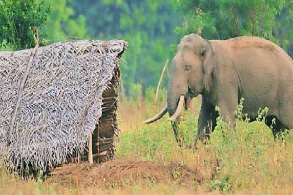 காட்டு யானை -Wild Elephant in Sri lanka
