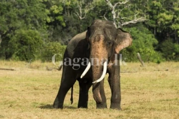 වසර එක හමාරකට පමණ පසු සුමේධ නැවත මින්නේරියට..