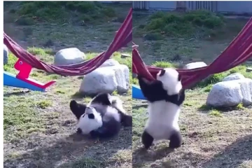 விழுந்து விழுந்து  குட்டி பண்டா செய்த காரியம்! இறுதி வரை நடக்கும் சுவாரஷ்யம்