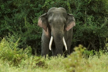 அம்பாறையில் யானை தாக்கி குடும்பஸ்தர் படுகாயம்