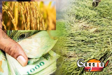 ආපදාවට පත් ගොවිබිම් සඳහා වගා හානි ගෙවීම්