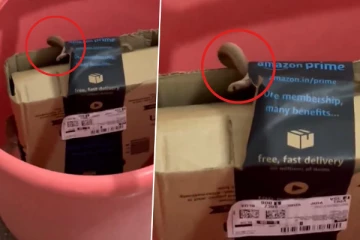 அமேசான் ஆர்டரில் டெலிவரி செய்யப்பட்ட விஷ பாம்பு - வெளியான அதிர்ச்சி வீடியோ