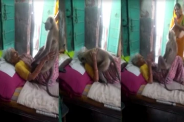 குறும்பு கார குரங்கிற்கு மூதாட்டி மீது மலர்ந்த காதல்.. கட்டியணைத்து அரவணைப்பு!