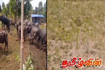 திருகோணமலையில் 65 மாடுகளை சிறைபிடித்த விவசாயிகள்..