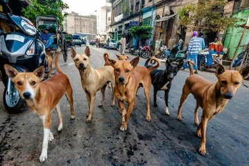 வாயில்லா பிராணிகளை இரக்கமின்றி கொன்றவர் யார்?