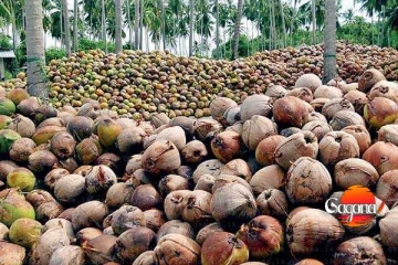 ආපදා නිසා පොල් ආශ්‍රිත කර්මාන්ත වලටත් විශාල විනාශයක්