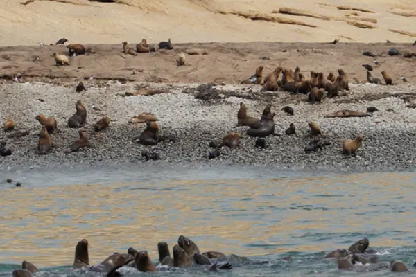சிலியில் 9,000 கடல் உயிரினங்கள் உயிரிழப்பு | 9 000 Marine Life Killed In Chile Bird Flu