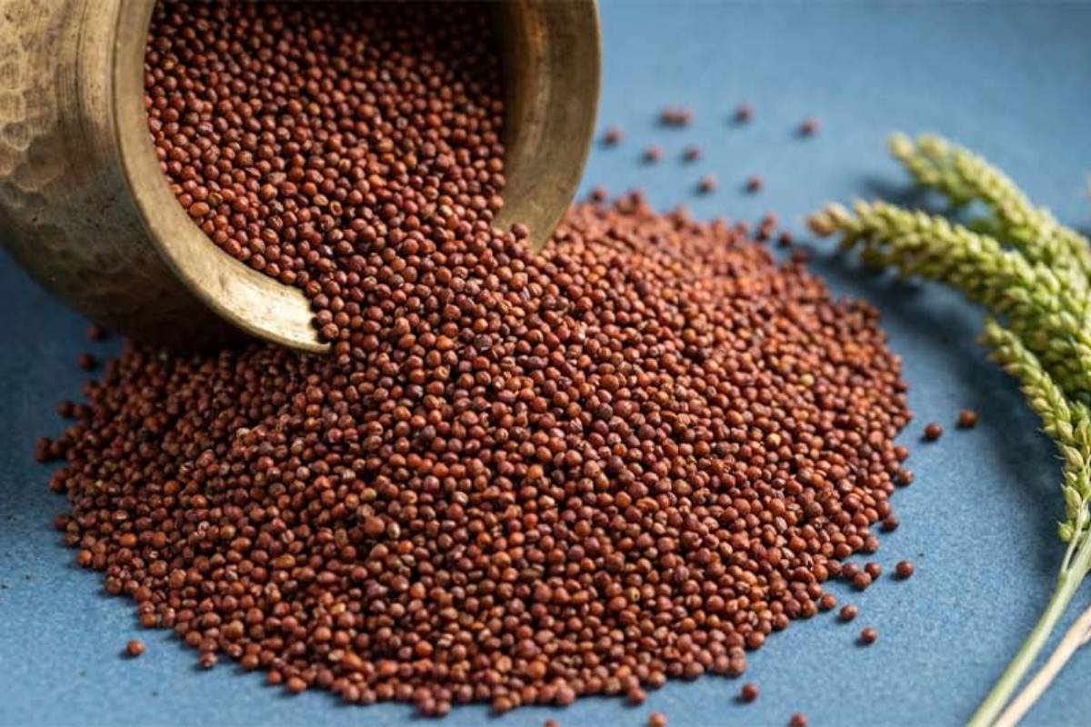 தினமும் ராகியை உணவில் சேர்த்துக்கொள்வதால் கிடைக்கும் நன்மைகள் என்னென்ன? | Ragi Health Benefits In Tamil