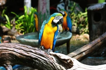 காணாமல் போன நீல சங்கிலி கிளி கண்டுபிடிக்கப்பட்டது!