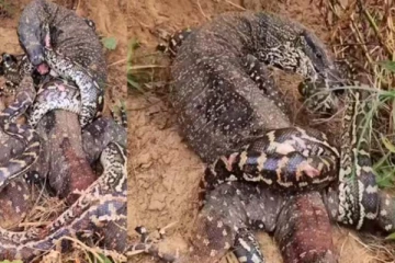 ராட்சத உடும்பிடம் சிக்கிய மலைப்பாம்பின் பரிதாபநிலை! திகில் காட்சி