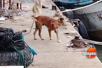 තංගල්ලේ අයිස් බල්ලොත් බොයි - ලොකු ප්‍රශ්නයක්