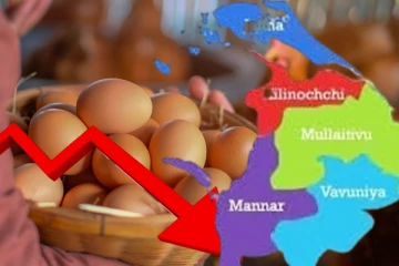 வடமாகாணத்தில் தோல்வியடையும் கோழி வளர்ப்பு : கவனிக்கப்படாதது ஏன்..!