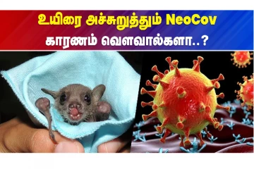 உயிரை அச்சுறுத்தும் NeoCov..காரணம் வௌவால்களா?