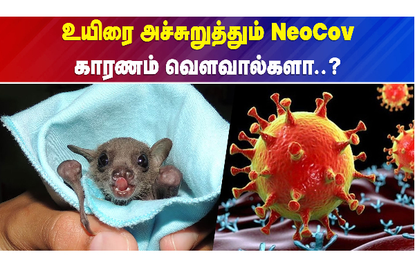 உயிரை அச்சுறுத்தும் NeoCov..காரணம் வௌவால்களா? - தமிழ்நாடு