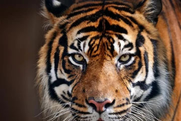 கழிவறைக்கு சென்ற நபரை அடித்து இழுத்து சென்ற புலி: ரஷ்யாவில் ஒரு கோர சம்பவம்