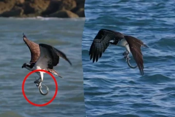 பாம்பு போன்ற மீனை பந்தாடிய கழுகு... மீண்டும் மீண்டும் பார்க்க தோன்றும் காட்சி