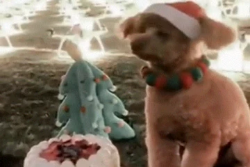 ஆடம்பரத்தின் உச்சம்....நாய் குட்டியின் பிறந்தநாளுக்கு பல லட்சம் ரூபாய் செலவு செய்து பரபரப்பை ஏற்படுத்திய பெண்!