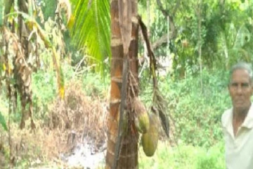 தென்னை மரத்தில் தென் பட்ட அதிசயம்