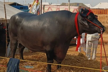 23 கோடிக்கு ஏலம் போன எருமை மாடு - இறுதியில் உரிமையாளர் வைத்த டிவிஸ்ட்
