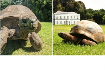 191 வது பிறந்தநாளை கொண்டாடும் உலகின் மிக வயதான ஆமை