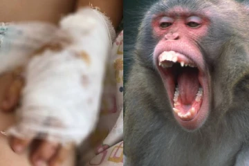 பெண் குழந்தையை குதறிய குரங்கு...நெஞ்சை பதை பதைக்கும் அதிர்ச்சி காட்சி