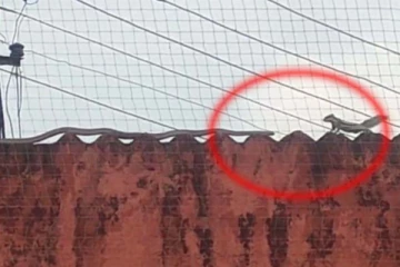 அணிலுக்கும், பாம்பிற்கும் அரங்கேறிய சண்டை! தலைதெறிக்க ஓடியது யார் தெரியுமா?