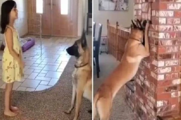 சிறுமியின் கட்டளையைக் கேட்டு கண்ணாமூச்சி விளையாடிய நாய்...வைரலாகும் காணொளி