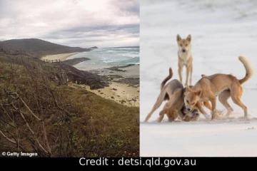 வெளிநாடொன்றில் சுயநினைவின்றிக் கிடந்த கனேடிய இளம்பெண்... சூழந்து நின்ற காட்டு நாய்கள்