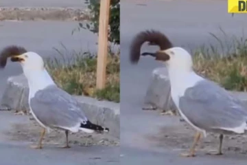 அணிலை உயிருடன் விழுங்கிய பறவை... நம்பமுடியாத அதிர்ச்சி காட்சி