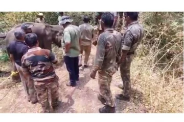 வாயில் காயத்துடன் சுற்றித்திரிந்த 10 வயது பெண் யானை சிகிச்சை பலனின்றி உயிரிழப்பு...!