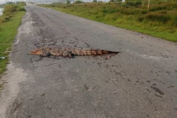 யாழ் தொண்டைமானாறு பகுதியில் உயிரிழந்த முதலை