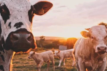 ஹெலிகொப்டர் கொண்டு சுட்டுக்கொல்லப்படும் பசுக்கள்: எழுந்த கடும் விமர்சனம்