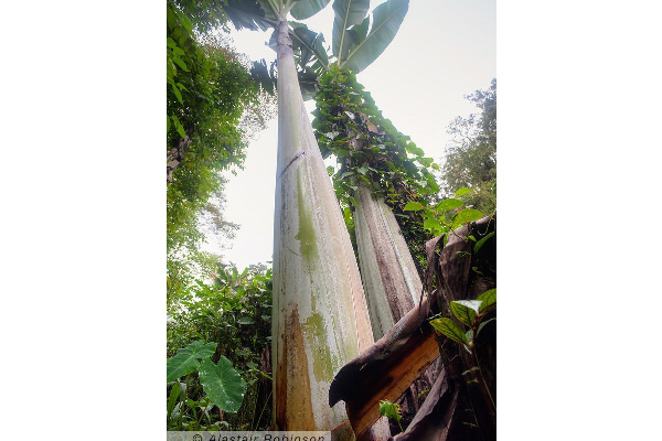 ලෝකයේ විශාලතම කෙසෙල් ගස(PHOTOS) | Biggest Banana Tree In The World ලෝකයේ විශාලතම කෙසෙල් ගස(PHOTOS) | Biggest Banana Tree In The World