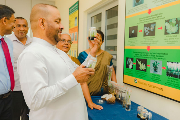 புதிய முறையில் தென்னங்கன்று உற்பத்தி : உலகில் முதலிடம் பிடித்தது இலங்கை(படங்கள்) - ஐபிசி தமிழ்