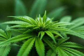 කංසා සම්බන්ධයෙන් ගත් අලුත් තීරණය..