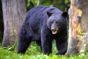 தந்தையைக் கடித்த கருங்கடியை சுட்டுக் கொன்ற சிறுவன்