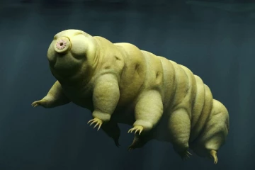 நிலவில் குடியேறிய முதல் உயிரினம்! 10 வருடங்கள் வரை நீர், உணவு இன்றி வாழும் அதிசயம்