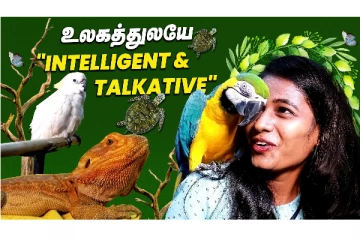 உலகத்துலயே இந்த பறவைதான் செம INTELLIGENT - இத்தனை செல்ல பிராணிகள் இருக்கா? எங்கு தெரியுமா?