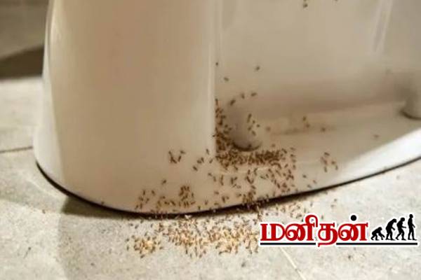 பாத்ரூமில் கருப்பு எறும்பு அதிகமாக இருக்கா? உங்களுக்கு தெரியாத அறிவியல் காரணம் | Reason For Black Ants In The Bathroom பாத்ரூமில் கருப்பு எறும்பு அதிகமாக இருக்கா? உங்களுக்கு தெரியாத அறிவியல் காரணம் | Reason For Black Ants In The Bathroom