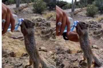 தாகத்தால் துடித்துடித்த அணிலுக்கு தண்ணீர் கொடுத்த நபர்.... இதயங்களை நெகிழ வைத்த காட்சி