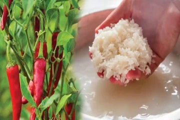 அரிசி ஊறவைத்த நீரை வீசாதிங்க - செடிகளுக்கு இப்படி ஊற்றினால் காய்த்து குலுங்கும்