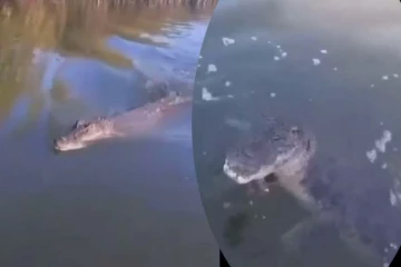 ஏமாற்றியவர்களை அலறவிட்ட முதலை! பகீர் கிளப்பிய காட்சி