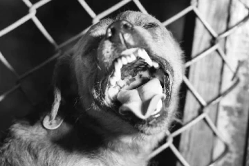 29 பேரை கடித்து குதறிய தெரு நாய்; ரேபிஸ் இருப்பது உறுதி - பரபரப்பு தகவல்!