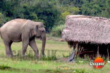 අහිංසක මනුස්සයට අලියා ගහලම මැරුවා ගේත් කුඩුපට්ටම් කෑලි විතරයි