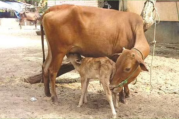 நாட்டில் கறவை மாடுகளுக்கு பற்றாக்குறை | There Is A Shortage Of Dairy Cows In The Country