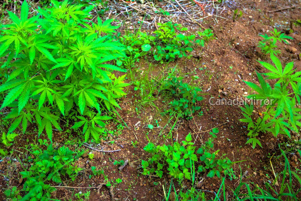 கஞ்சாவிற்காக இந்த நாட்டுக்கு படையெடுக்கும் மக்கள் | Marijuana Legalisation In Thailand
