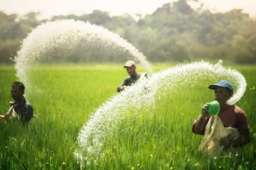சிறுபோக பயிர்ச்செய்கைக்கான உரமானியம் தொடர்பில் வெளியான தகவல்!