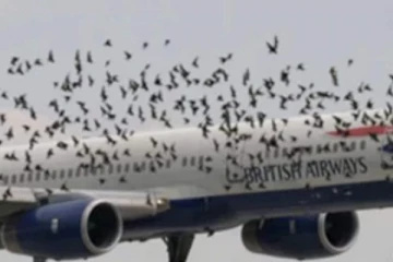 நடுவானில்  பகீர் கிளப்பிய சம்பவம்;  விமானத்தின் மீது மோதிய பறவைக் கூட்டம்!