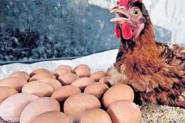 6 மணி நேரத்தில் அடுத்தடுத்து 24 முட்டைகள் போட்ட கோழி